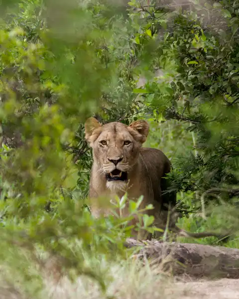 Muize Safaris