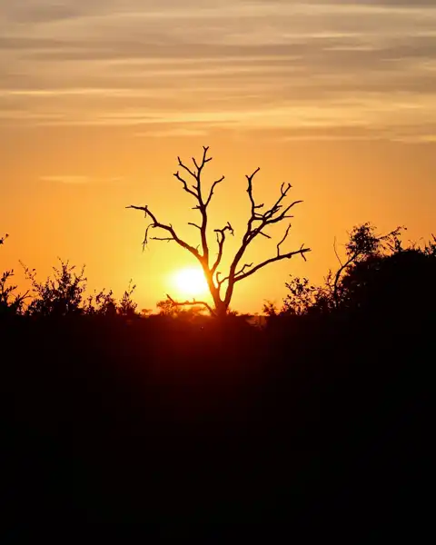 Muize Safaris