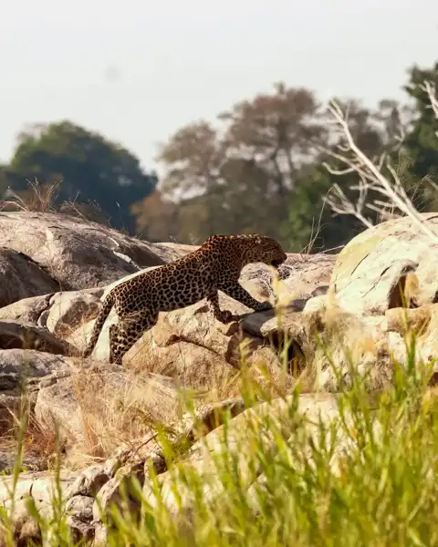 Muize Safaris