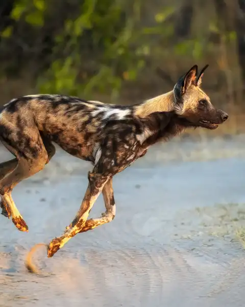 Muize Safaris