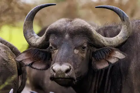 Muize Safaris