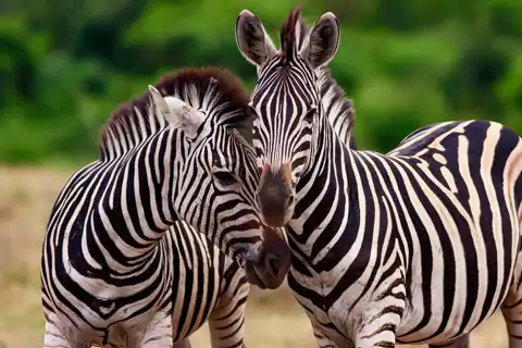 Muize Safaris