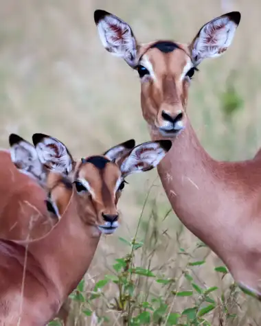 Muize Safaris