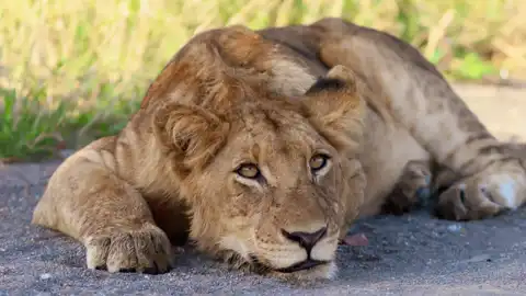 Muize Safaris