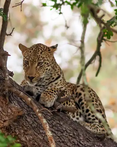 Muize Safaris
