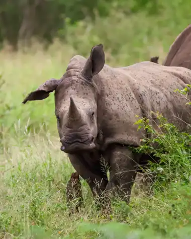 Muize Safaris