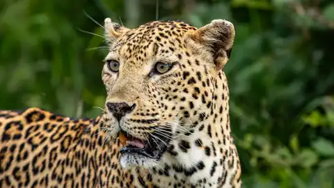 Muize Safaris