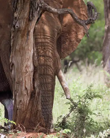 Muize Safaris