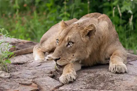Muize Safaris