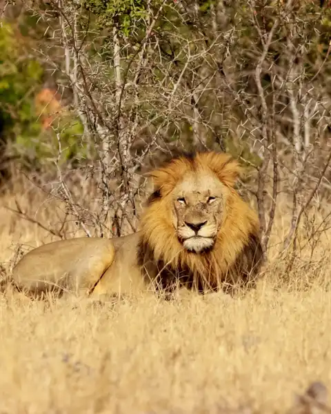 Muize Safaris