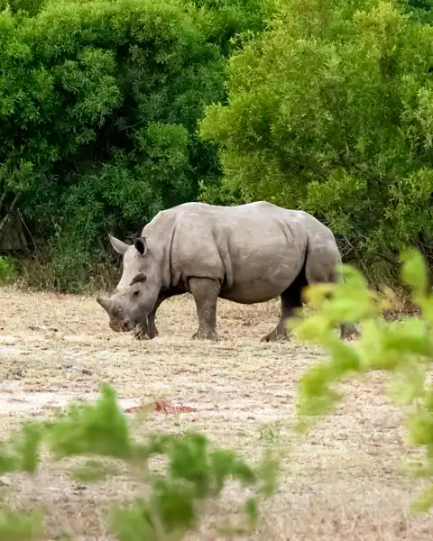 Muize Safaris