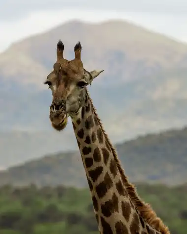 Muize Safaris