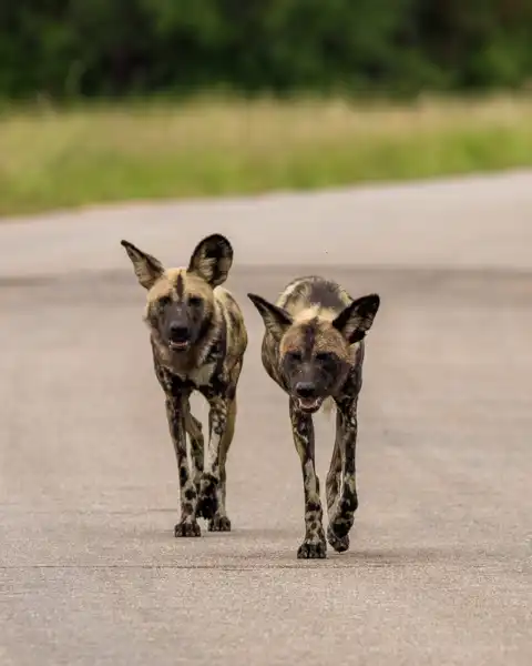 Muize Safaris