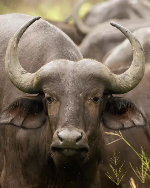 Muize Safaris