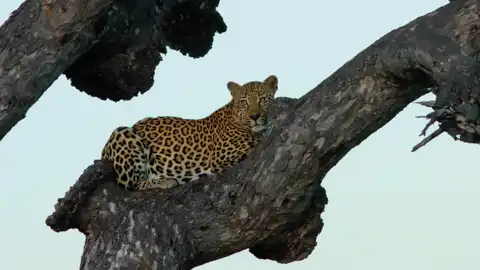 Muize Safaris